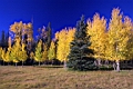 Aspens and Spruce wide.jpg